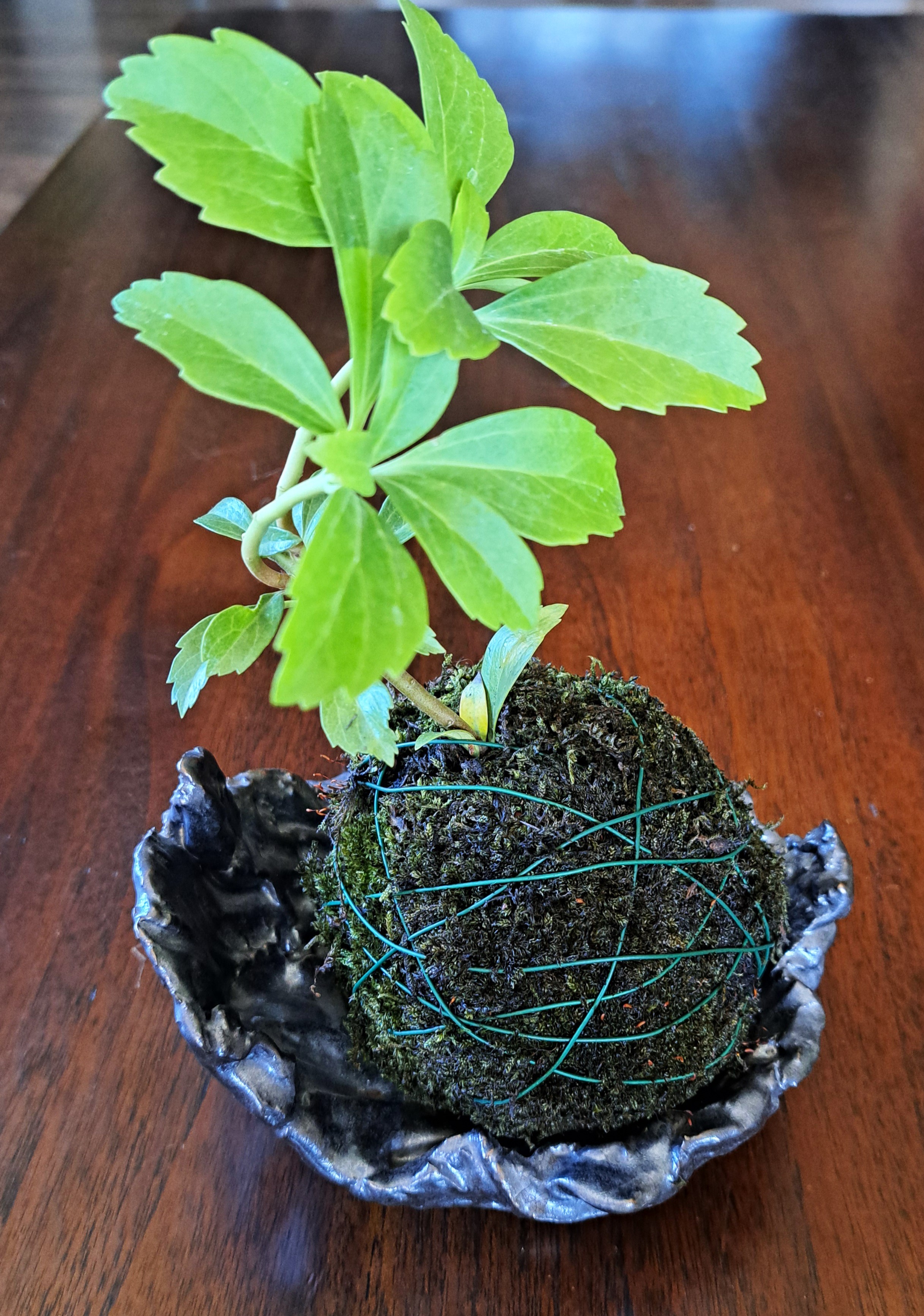 Kokedama  či minizáhradka?