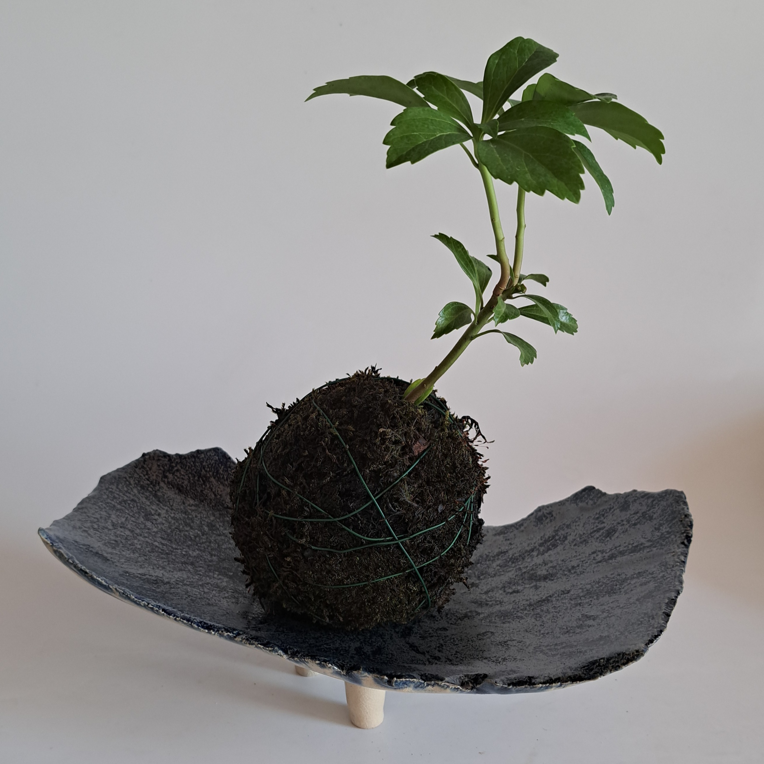 Miska na kokedamu (a iné)